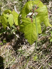Acer rubrum image