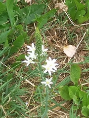 Ornithogalum