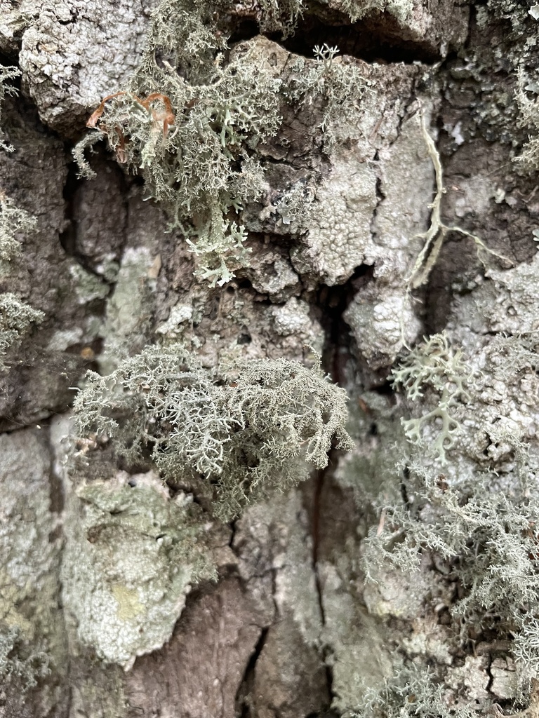 Lethariella intricata