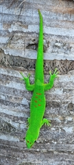 Phelsuma grandis