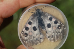 Parnassius tianschanicus