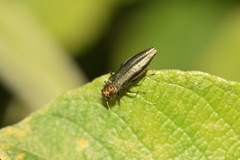 Agrilus viridis