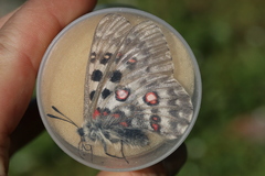 Parnassius tianschanicus