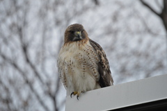 Buteo jamaicensis