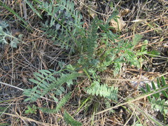 Astragalus laxmannii