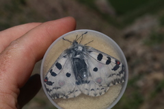 Parnassius actius