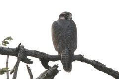 Falco biarmicus biarmicus