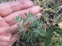 Astragalus laxmannii