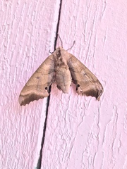 Marumba echephron