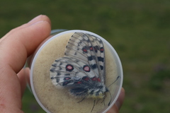 Parnassius actius