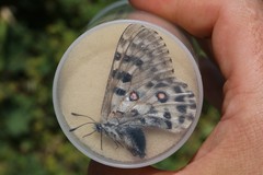Parnassius actius