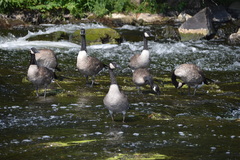 Branta canadensis