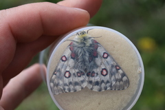 Parnassius actius