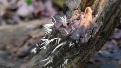 Phallomycetidae