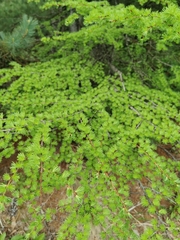 Larix gmelinii