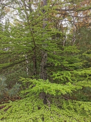 Larix gmelinii