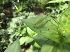 Phaneroptera nigroantennata