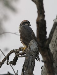 Falco biarmicus biarmicus