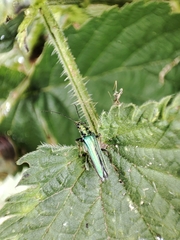 Oedemera nobilis