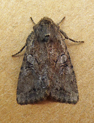 Apterogenum ypsillon