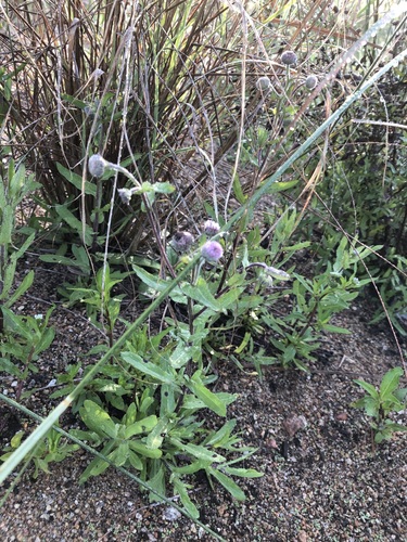Image of Blumea afra by (c) Caroline Voget, some rights reserved (CC BY)