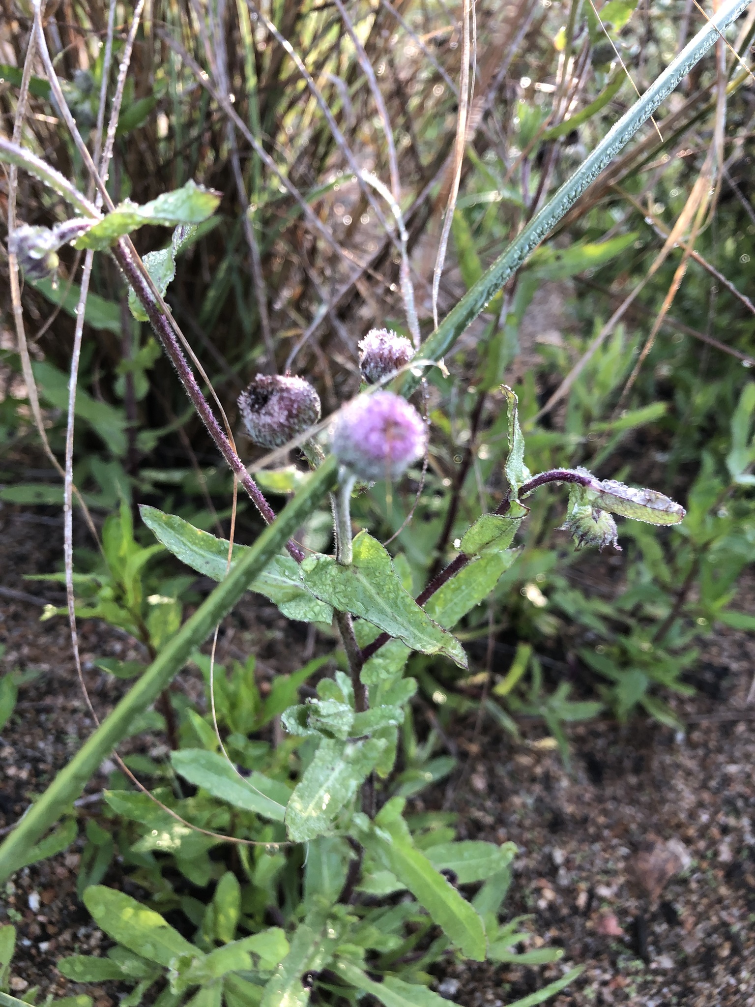 Vlei Pompom (Blumea afra)