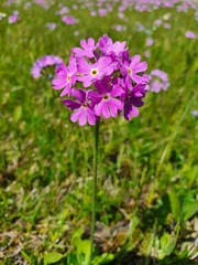 Primula farinosa