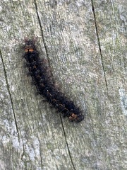 Eilema griseola