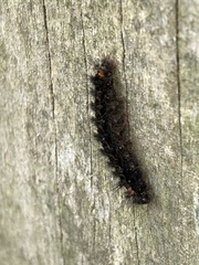 Eilema griseola