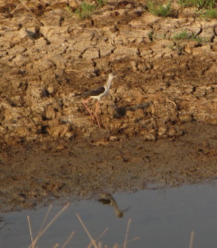 Black-winged Stilt