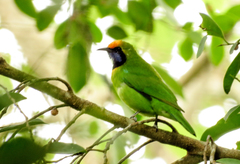 Chloropsis aurifrons