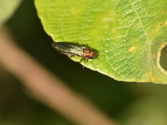 Agrilus viridis