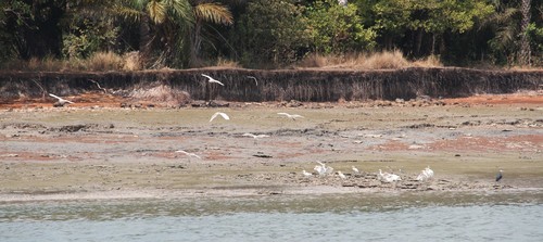 Western Cattle-Egret