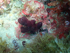 Alcyonium acaule