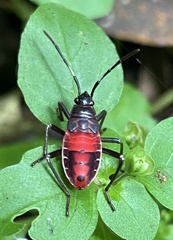 Pyrrhocoroidea