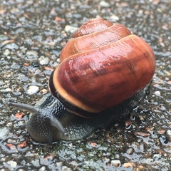 Cepaea nemoralis