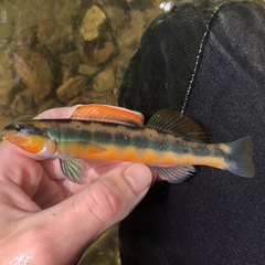 Percina aurantiaca