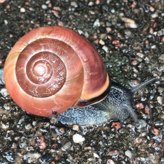 Cepaea nemoralis
