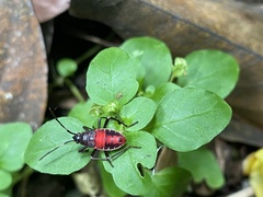 Pyrrhocoroidea