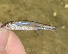 Notropis spectrunculus