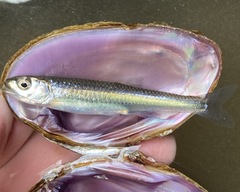 Notropis micropteryx