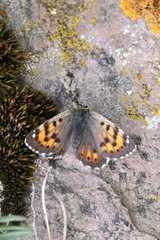 Polycaena tamerlana