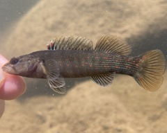 Etheostoma vulneratum