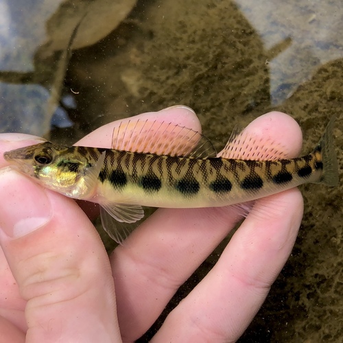 Blotchside darter (Percina burtoni) — Percidae — 2
