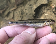 Erimystax dissimilis