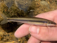 Phenacobius uranops