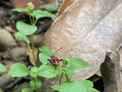 Pyrrhocoroidea