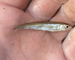 Notropis micropteryx