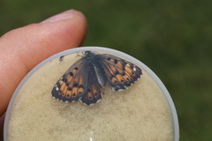 Polycaena tamerlana