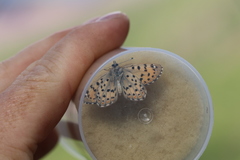 Polycaena tamerlana